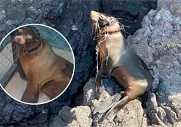 Rescatan a lobo marino tras cinco d&iacute;as atrapado en una red en San Carlos, Sonora