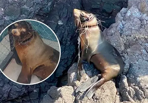 Rescatan a lobo marino tras cinco d&iacute;as atrapado en una red en San Carlos, Sonora