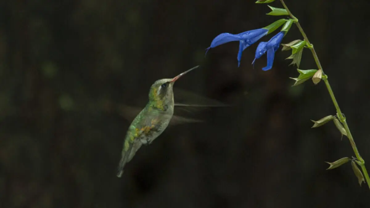 As&iacute; puedes atraer colibr&iacute;es a tu jard&iacute;n de forma segura