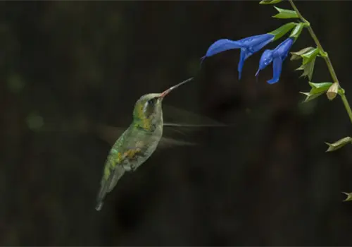 Así puedes atraer colibríes a tu jardín de forma segura Así puedes atraer colibríes a tu jardín de forma segura