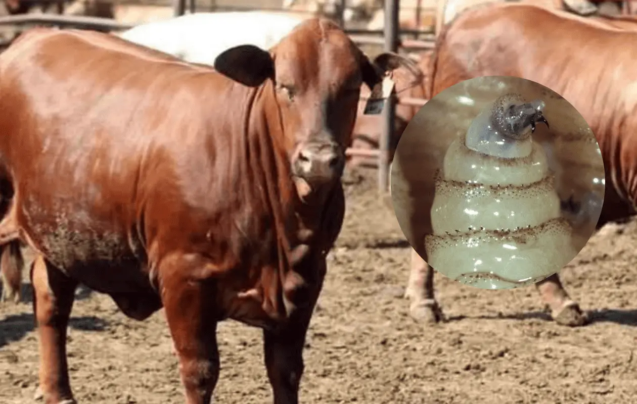 Aunque los casos han disminuido, las exportaciones a Estados Unidos siguen frenadas.