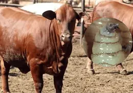 Mexico registra 492 casos activos de gusano barrenador en el inicio de 2026; una disminuci&oacute;n de 47%