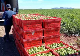 Horticultores del sur de Sonora en alerta por fr&iacute;o