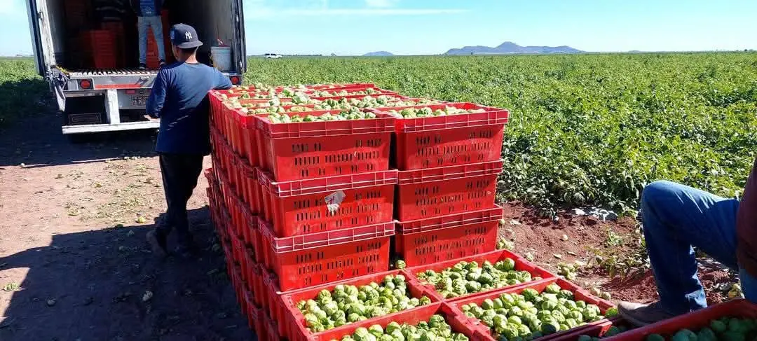 Horticultores del sur de Sonora en alerta por fr&iacute;o