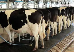 Cae producción lechera Cae producción lechera