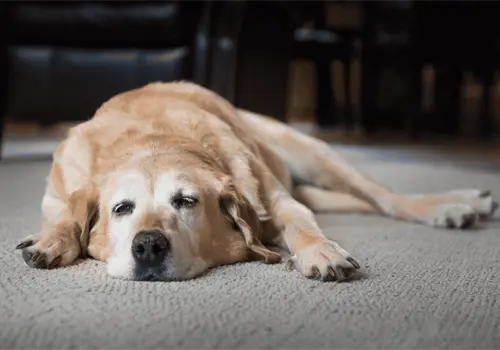 Cómo mejorar la calidad de vida de los perros mayores: cuidados clave para una vejez saludable Cómo mejorar la calidad de vida de los perros mayores: cuidados clave para una vejez saludable