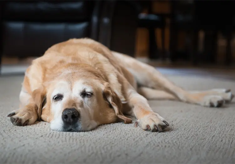C&oacute;mo mejorar la calidad de vida de los perros mayores: cuidados clave para una vejez saludable