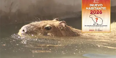 Alfonso Durazo presume llegada de capibara al Centro Ecol&oacute;gico de Sonora