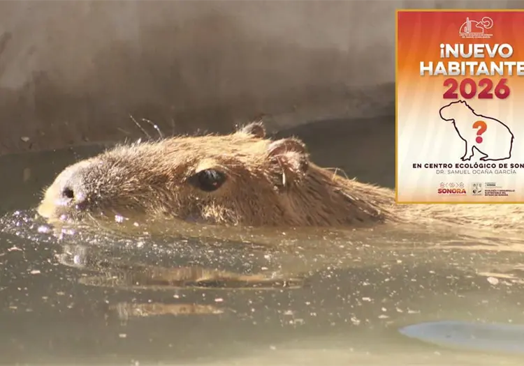 Alfonso Durazo presume llegada de capibara al Centro Ecol&oacute;gico de Sonora