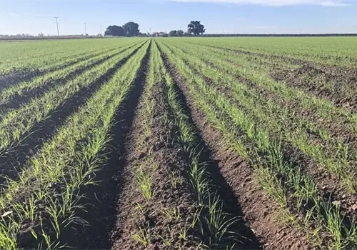 Escasas horas fr&iacute;o