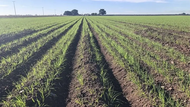 Horas fr&iacute;o siguen por debajo de lo esperado en el Valle del Mayo