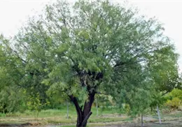 Unen esfuerzos por el medio ambiente