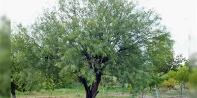 Unen esfuerzos por el medio ambiente