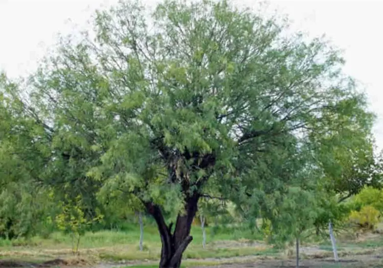 Unen esfuerzos por el medio ambiente