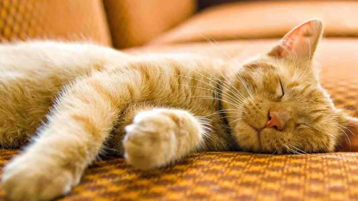 Se estima que la domesticaci&oacute;n de los gatos comenz&oacute; hace aproximadamente 9 mil a 10 mil a&ntilde;os