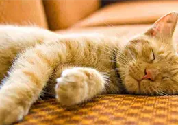 &iquest;Por qu&eacute; los gatos duermen tanto? Estas son las se&ntilde;ales de alerta en sus patrones de sue&ntilde;o