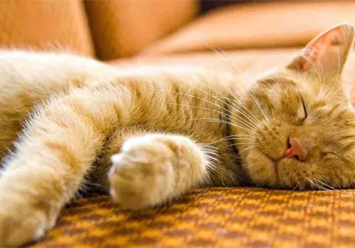 ¿Por qué los gatos duermen tanto? Estas son las señales de alerta en sus patrones de sueño ¿Por qué los gatos duermen tanto? Estas son las señales de alerta en sus patrones de sueño