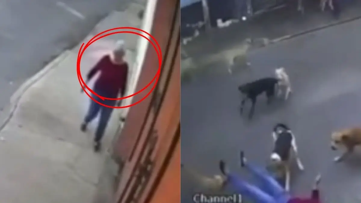 VIDEO | Momento exacto en el que mujer de la tercera edad es atacada por jaur&iacute;a de perros