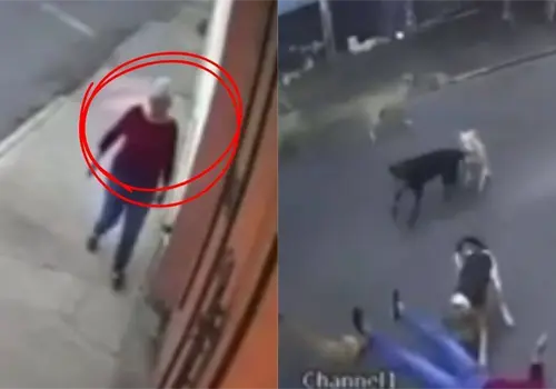 VIDEO | Momento exacto en el que mujer de la tercera edad es atacada por jauría de perros VIDEO | Momento exacto en el que mujer de la tercera edad es atacada por jauría de perros