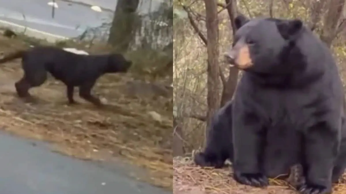 VIDEO | Perro enfrenta a oso en la carretera y se vuelve viral