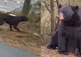 VIDEO | Perro enfrenta a oso en la carretera y se vuelve viral