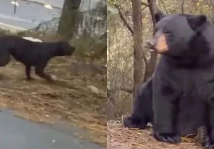 VIDEO | Perro enfrenta a oso en la carretera y se vuelve viral