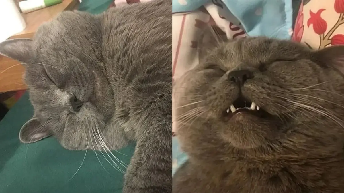 Gatito requiere intravenosa luego de aparearse con 5 hembras