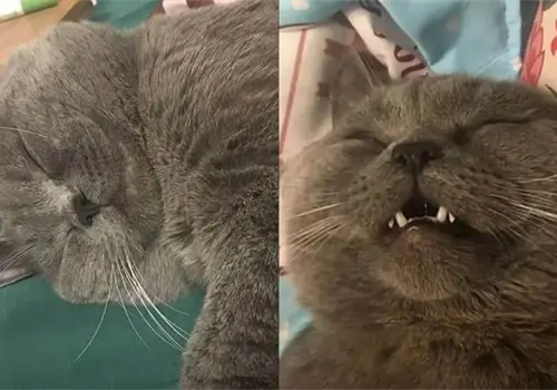 Gatito requiere intravenosa luego de aparearse con 5 hembras