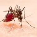 Esta es la raz&oacute;n por la que los mosquitos son m&aacute;s agresivos durante el &uacute;ltimo a&ntilde;o, seg&uacute;n expertos