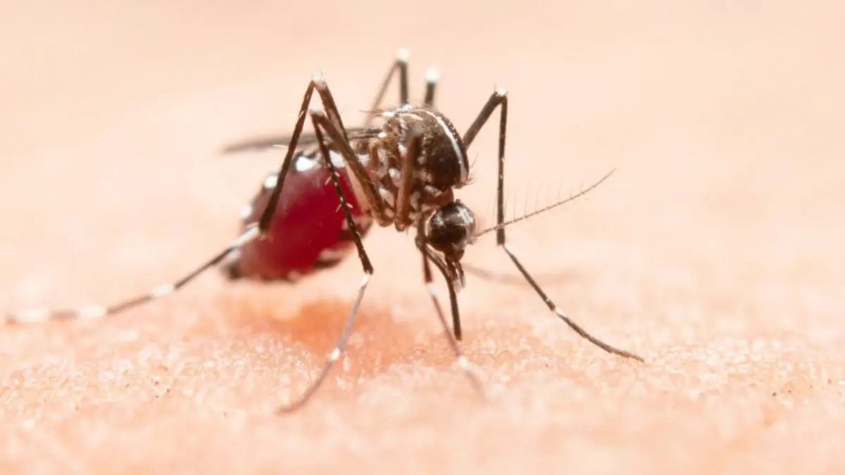 Esta es la raz&oacute;n por la que los mosquitos son m&aacute;s agresivos durante el &uacute;ltimo a&ntilde;o, seg&uacute;n expertos