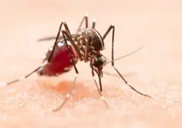 Esta es la razón por la que los mosquitos son más agresivos durante el último año, según expertos