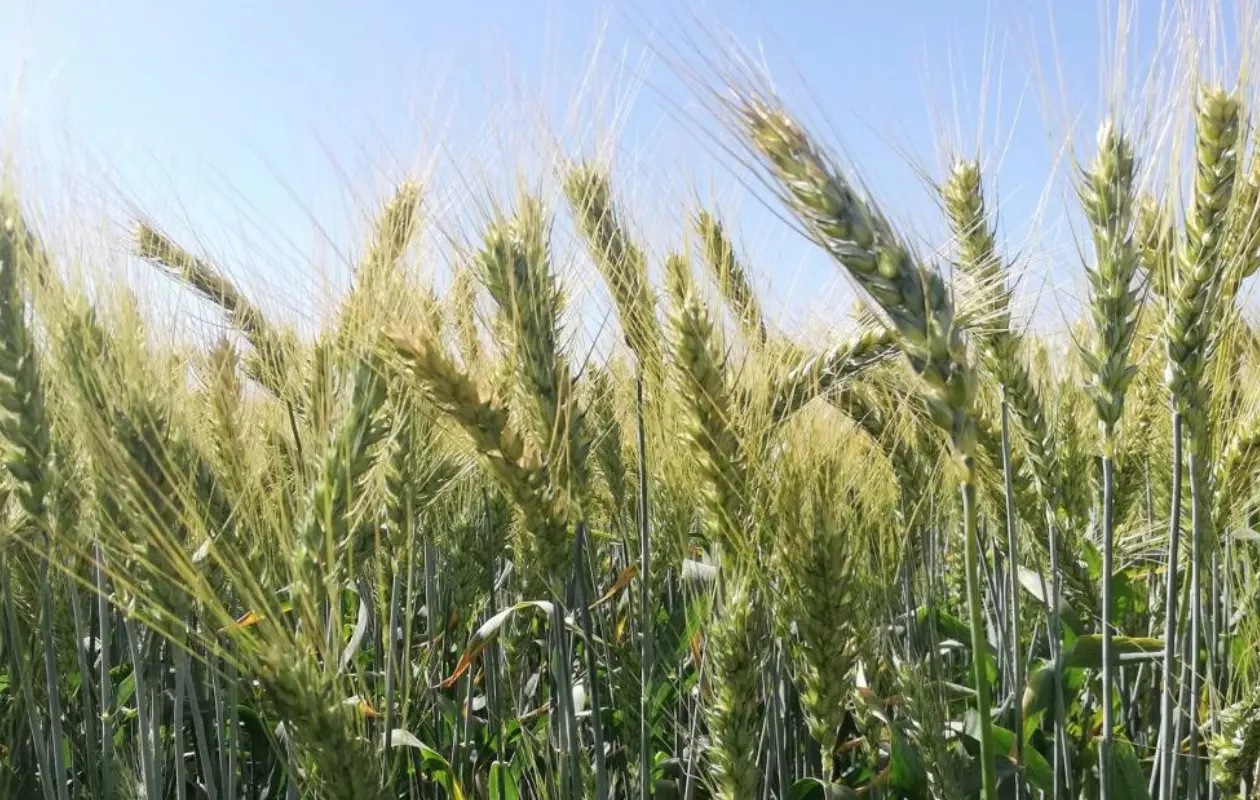 La dispersi&oacute;n de recursos ya lleg&oacute; a 347 productores de trigo.