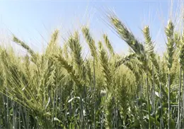 Sader Sonora avanza en pagos a trigueros: van m&aacute;s de 70 mdp entregados