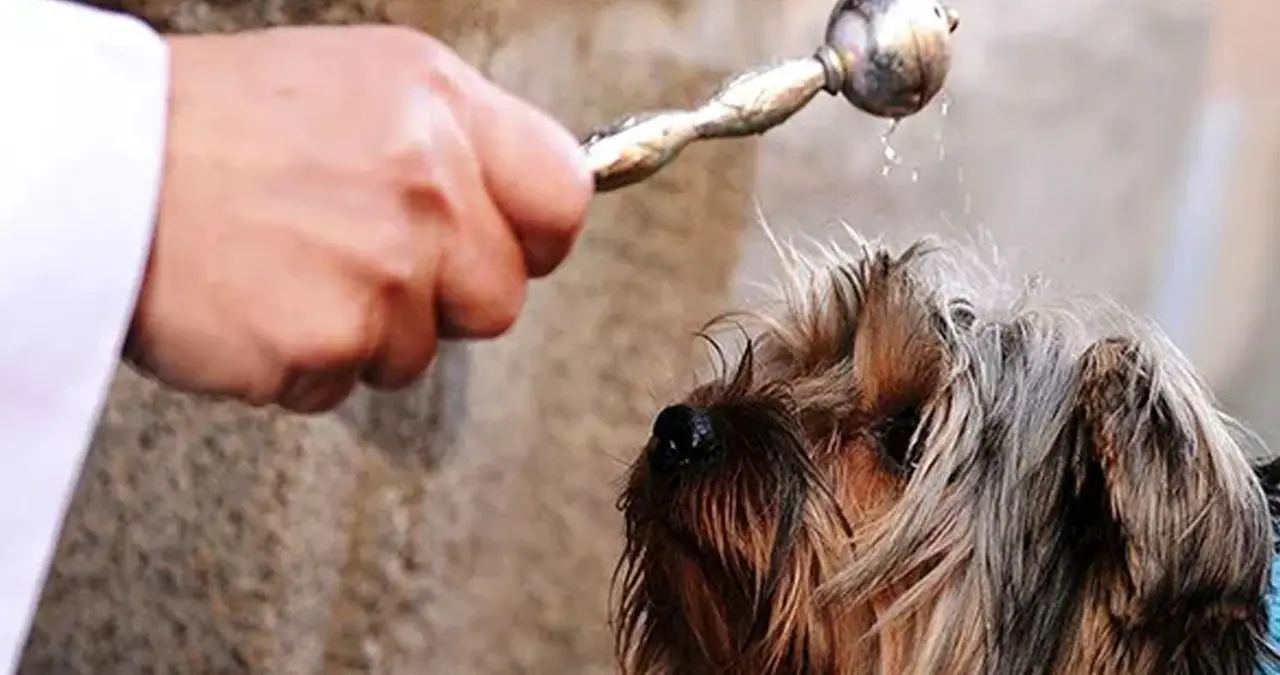 Este 17 de enero, miles de creyentes llevan a sus animalitos a recibir la bendici&oacute;n.