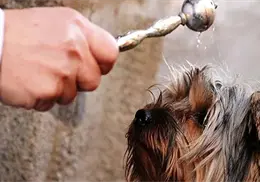 D&iacute;a de bendecir a las mascotas: &iquest;Cu&aacute;l es el origen y significado de esta tradici&oacute;n religiosa?