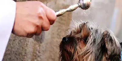 D&iacute;a de bendecir a las mascotas: &iquest;Cu&aacute;l es el origen y significado de esta tradici&oacute;n religiosa?
