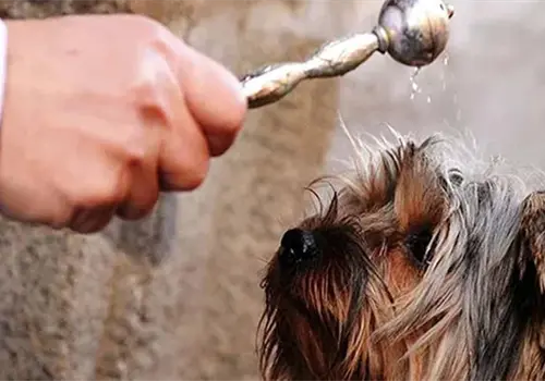 D&iacute;a de bendecir a las mascotas: &iquest;Cu&aacute;l es el origen y significado de esta tradici&oacute;n religiosa?