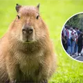 Capibara del Centro Ecol&oacute;gico de Sonora es un &eacute;xito y suma 4 mil 200 visitas en 1 d&iacute;a