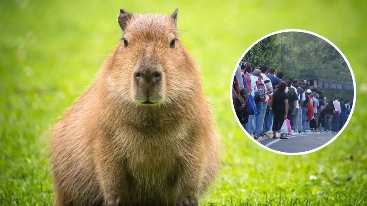 El capibara es el roedor m&aacute;s grande del mundo y destaca por su car&aacute;cter tranquilo y sociable