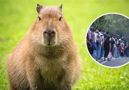 Capibara del Centro Ecol&oacute;gico de Sonora es un &eacute;xito y suma 4 mil 200 visitas en 1 d&iacute;a