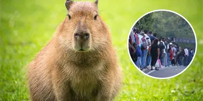 Capibara del Centro Ecol&oacute;gico de Sonora es un &eacute;xito y suma 4 mil 200 visitas en 1 d&iacute;a