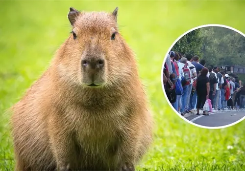 Capibara del Centro Ecol&oacute;gico de Sonora es un &eacute;xito y suma 4 mil 200 visitas en 1 d&iacute;a