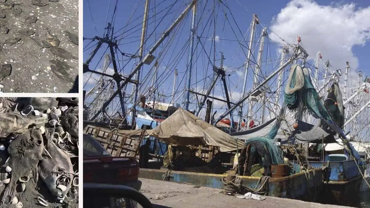 Revelan causa de mortandad de peces