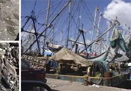 Revelan causa de mortandad de peces