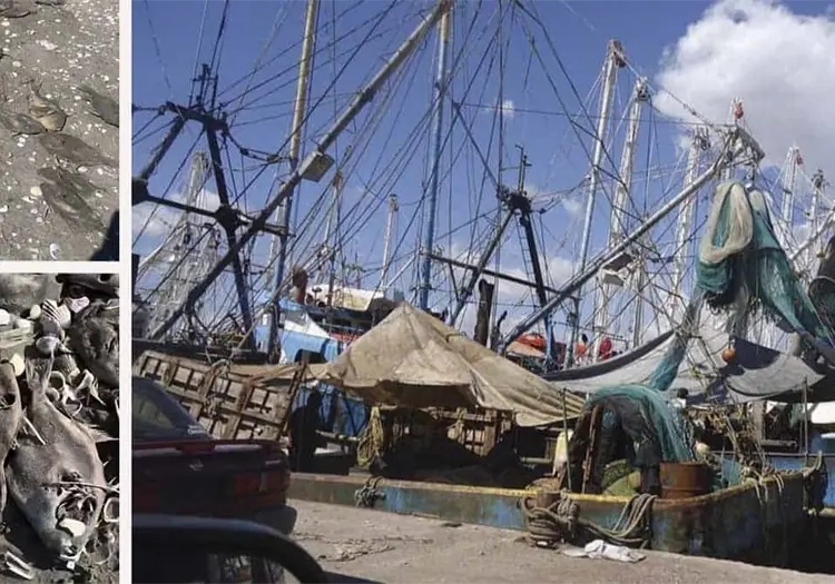 Revelan causa de mortandad de peces