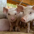 Ven futuro prometedor en xenotrasplantes con &oacute;rganos de cerdos transg&eacute;nicos