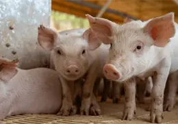 Ven futuro prometedor en xenotrasplantes con &oacute;rganos de cerdos transg&eacute;nicos