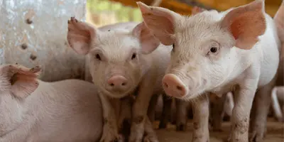 Ven futuro prometedor en xenotrasplantes con &oacute;rganos de cerdos transg&eacute;nicos