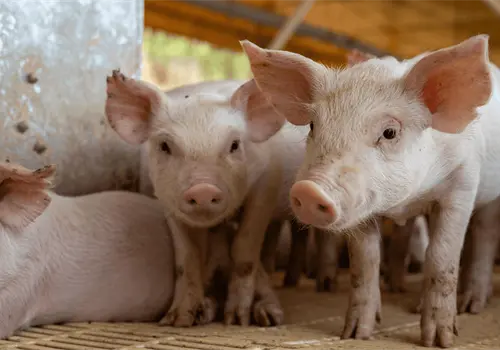 Ven futuro prometedor en xenotrasplantes con &oacute;rganos de cerdos transg&eacute;nicos
