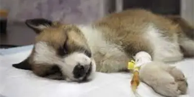 C&oacute;mo detectar el parvovirus en los perros: s&iacute;ntomas y tratamientos